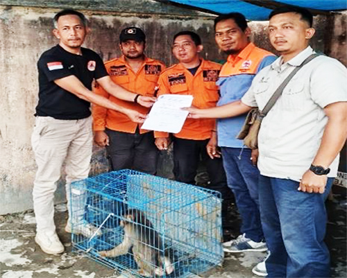 BBKSDASU and SCORPION Foundation Evacuate a Pig-tailed Macaque from Binjai, North Sumatra